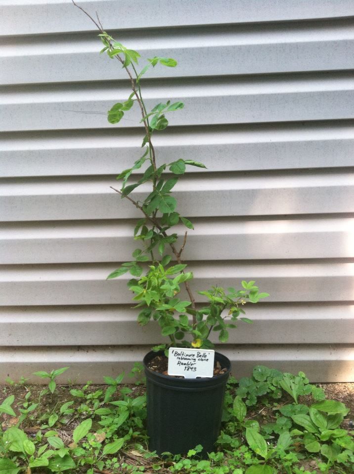  photo BaltimoreBelleJune2_zpse9d4a6ec.jpg